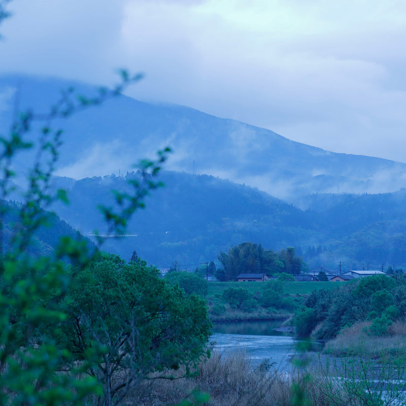 Yaeyama Shincha Yabukita hover image