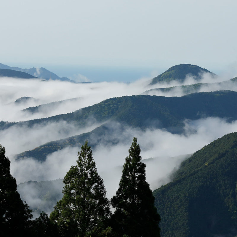 Rikio-san's Hon Yama Sencha hover image