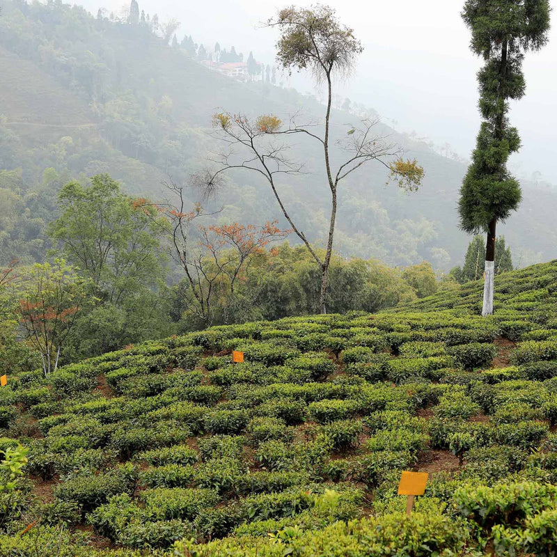 Darjeeling Second Flush Chamong DJ73 hover image