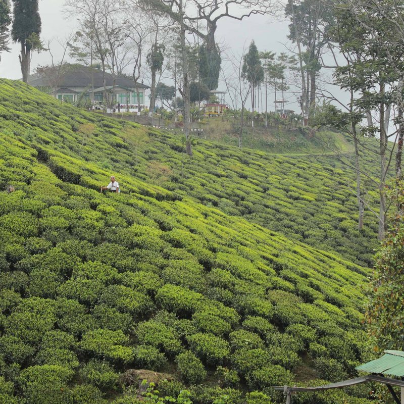 Darjeeling Second Flush Lingia DJ42 hover image