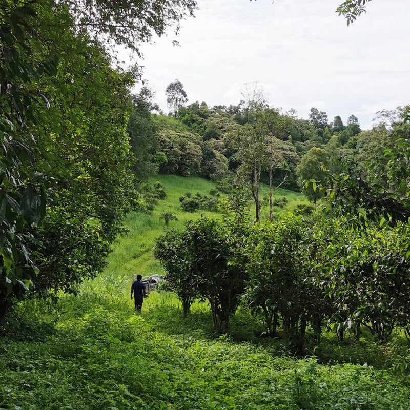 Doi Wawee Shaihong Spring Cake hover image