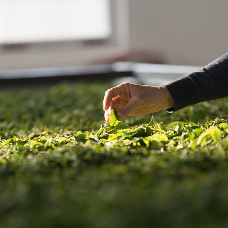 Gongnong Shaiqing Premium 2025 Vintage hover image