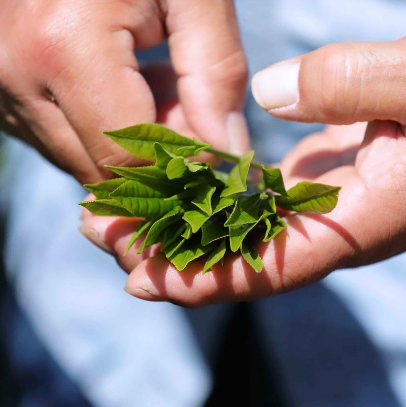 Shincha Koushun hover image