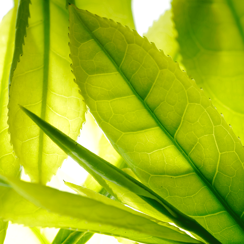 Utougi Hand-Picked Shincha Yabukita hover image